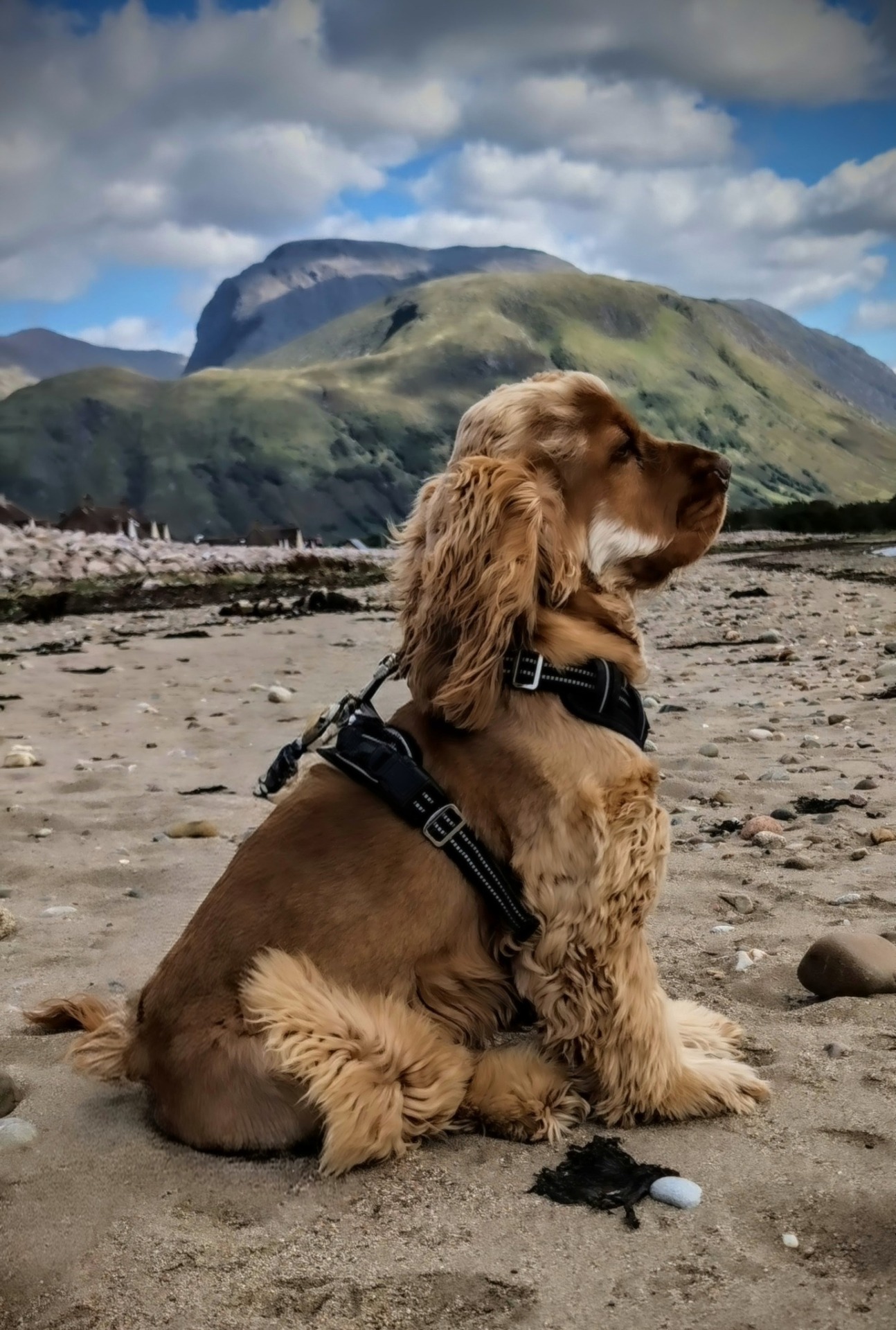 Lochaber Dog Services